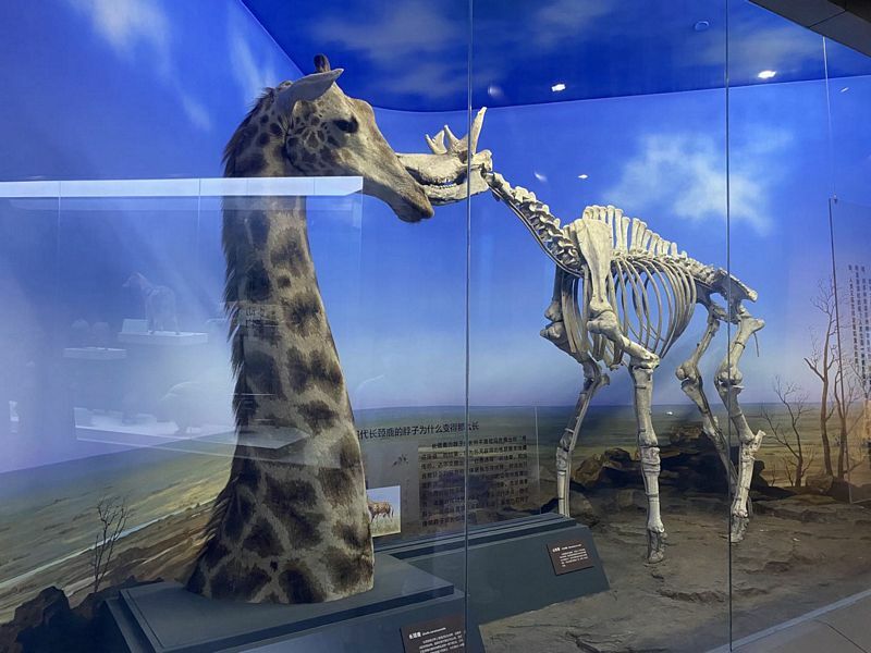 Museums Of Beijing Beijing Museum Of Natural History Koryo Tours