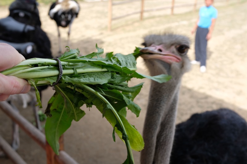 ostrich farm