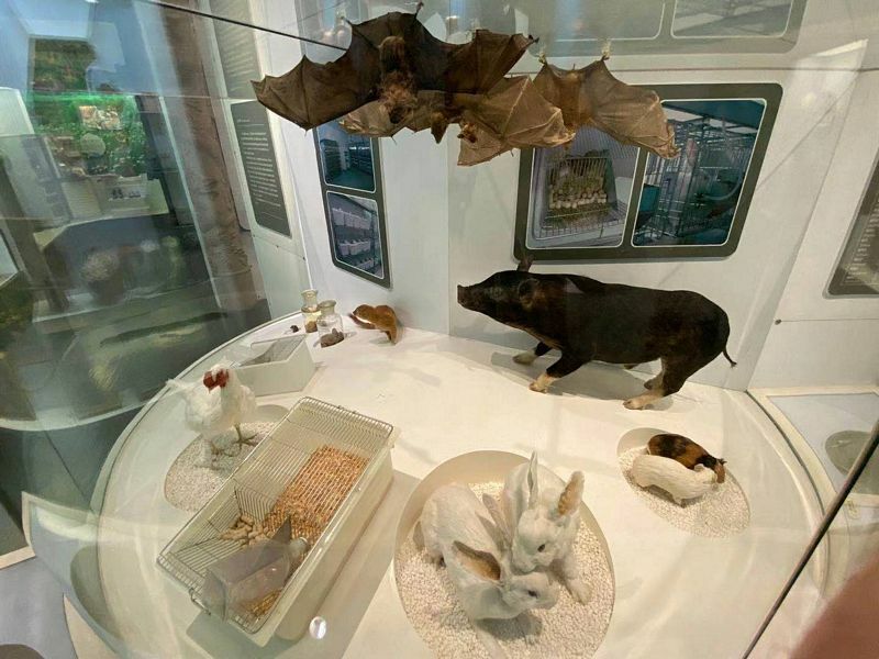 National Zoological Museum of China