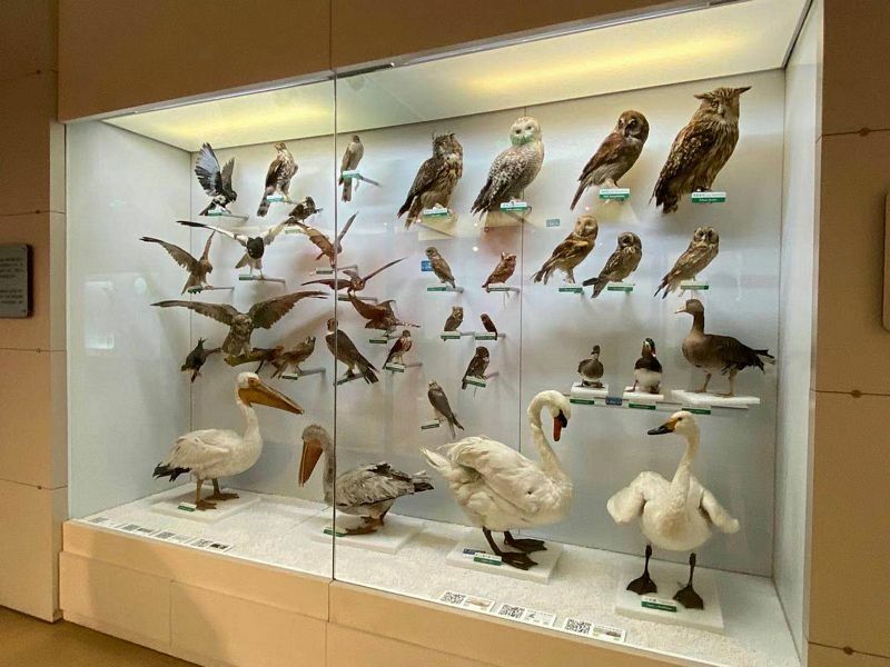 National Zoological Museum of China