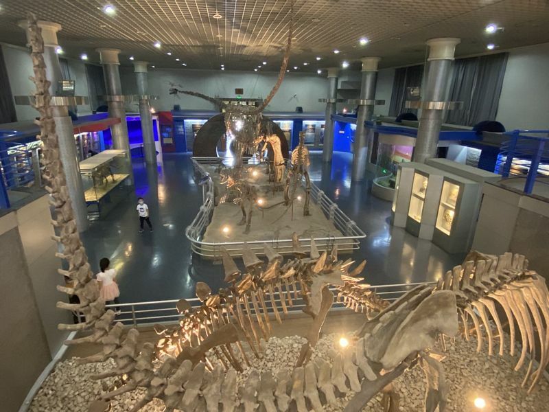 Museums Of Beijing: Beijing Museum Of Natural History - Koryo Tours