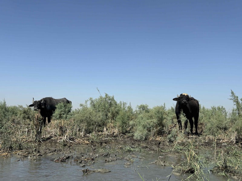 iraqi marshes 