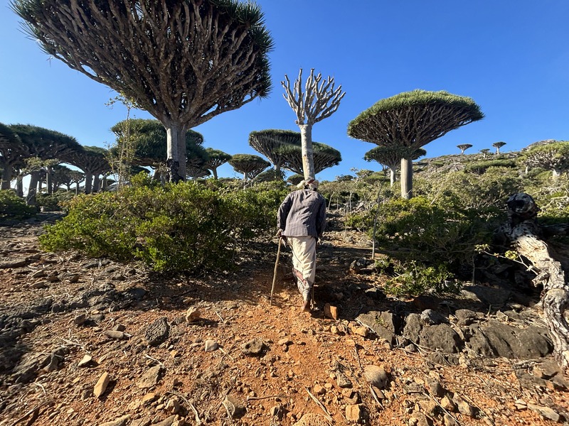 dragon blood trees koryo