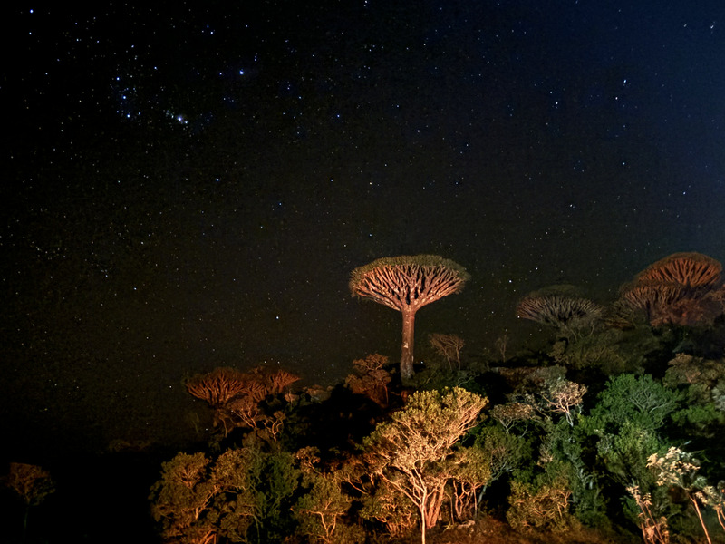 koryo dragon blood tree socotra