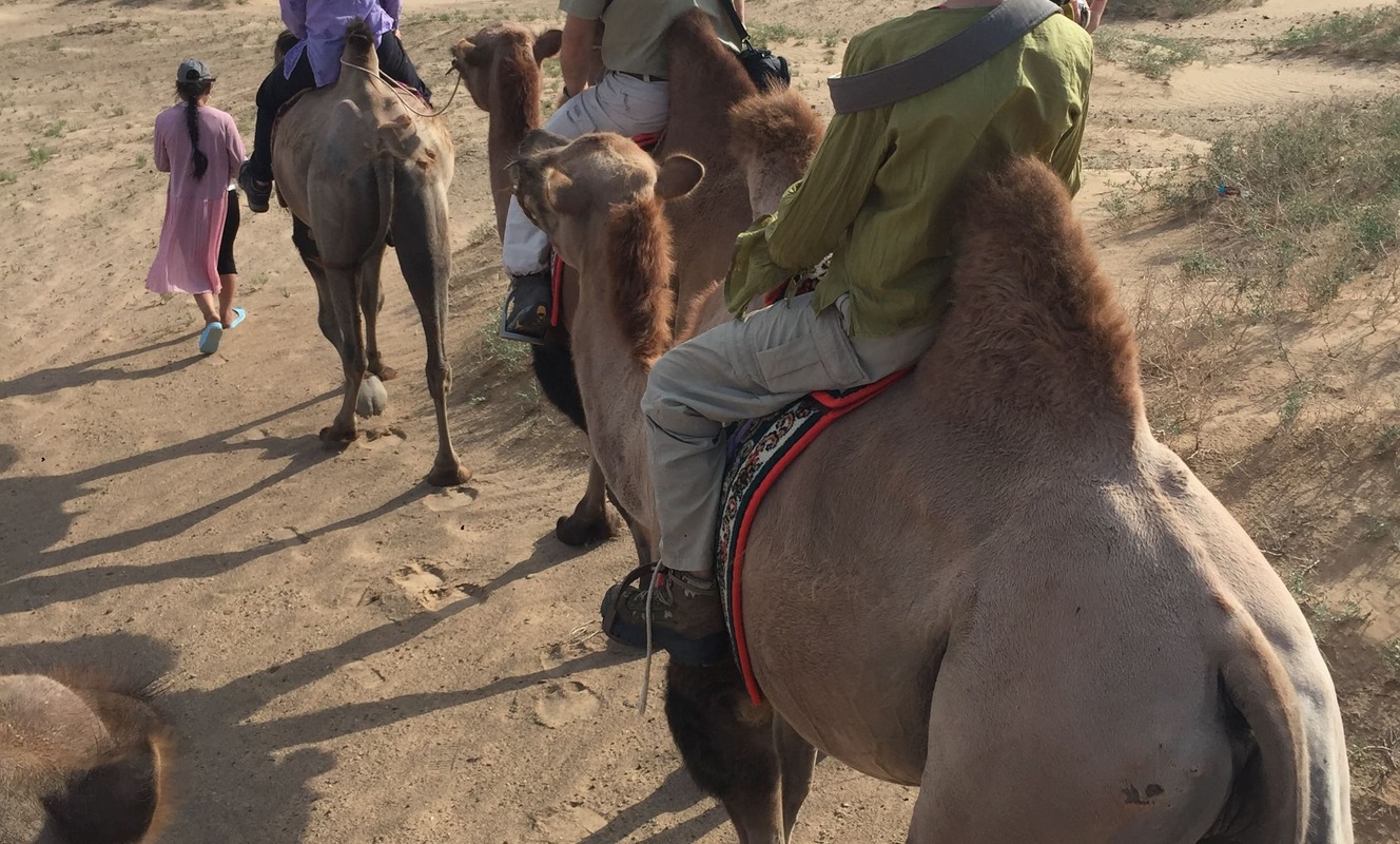 Large khongor camels to the dunes